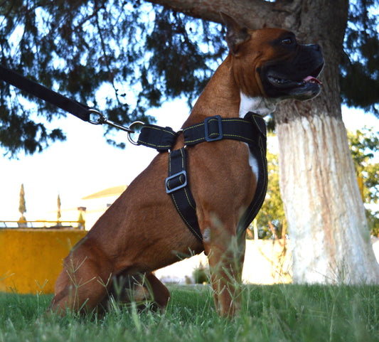 Pechera para Perro Boxer