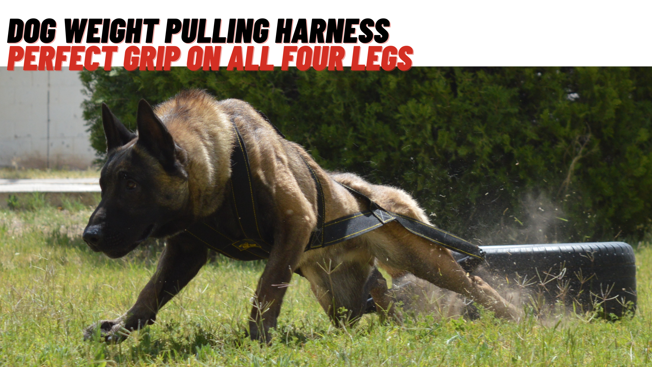 Dog Weight Pulling Harness