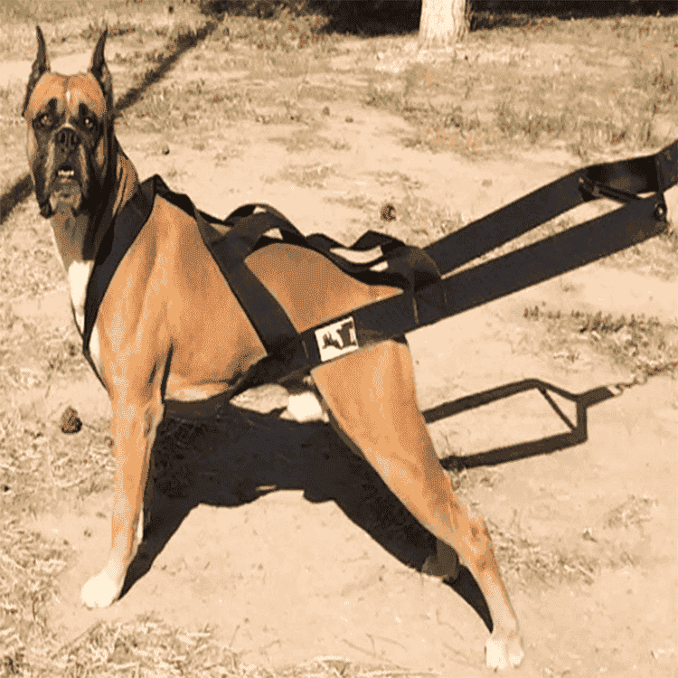 Dog Weight Pulling Harness for training