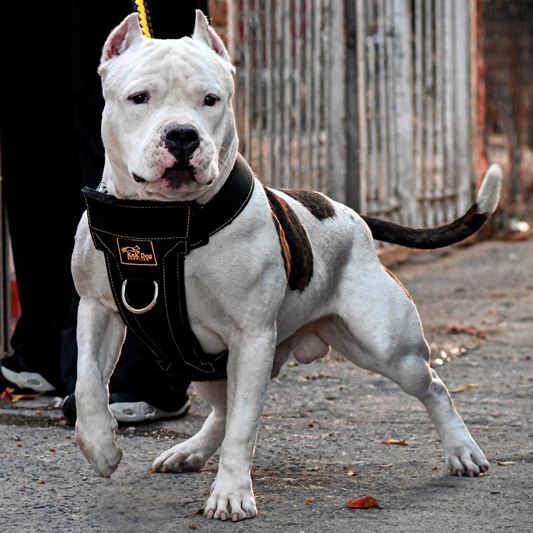 no pull harness for pitbulls