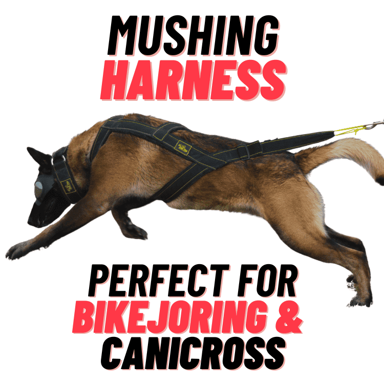 Mushing Harness for Sledding, Bikejoring, and Canicross