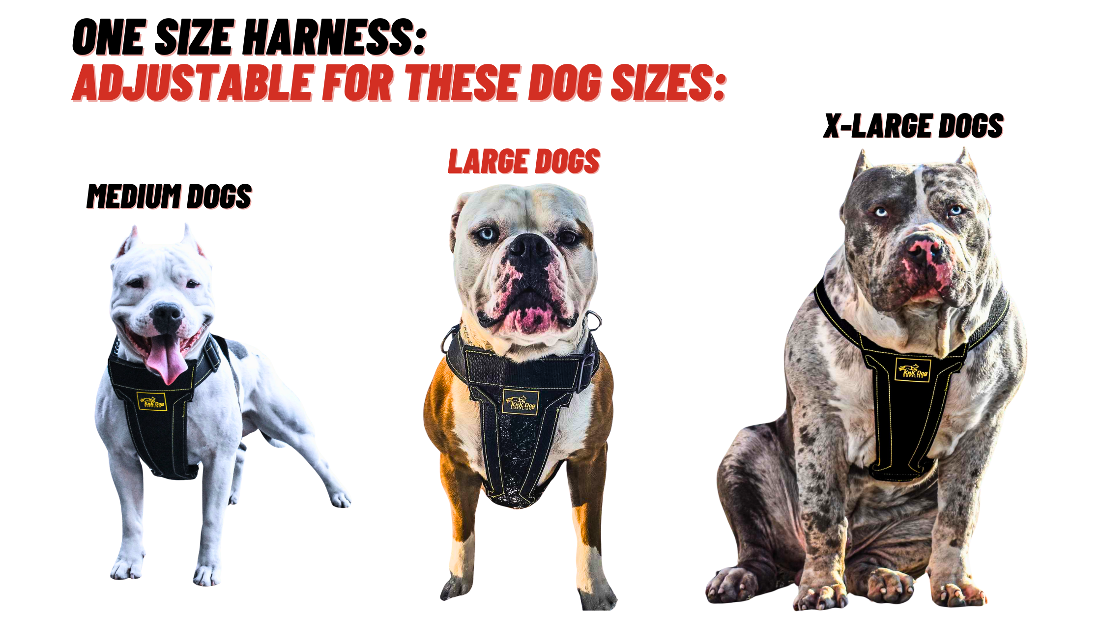 Dog harnesses adjustable for medium, large, and x-large dogs with three dogs wearing them.