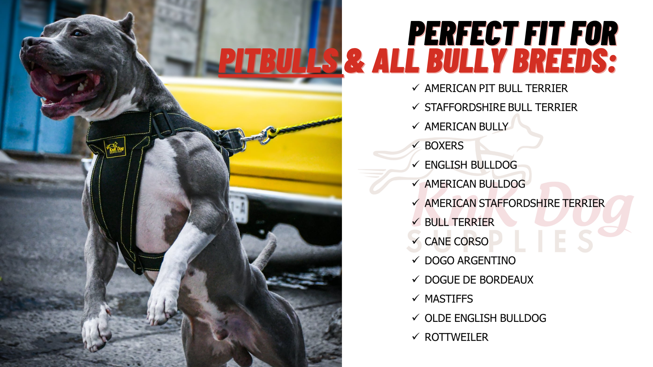 Pitbull Dog wearing a harness with text about perfect fit for pitbulls and bully breeds.