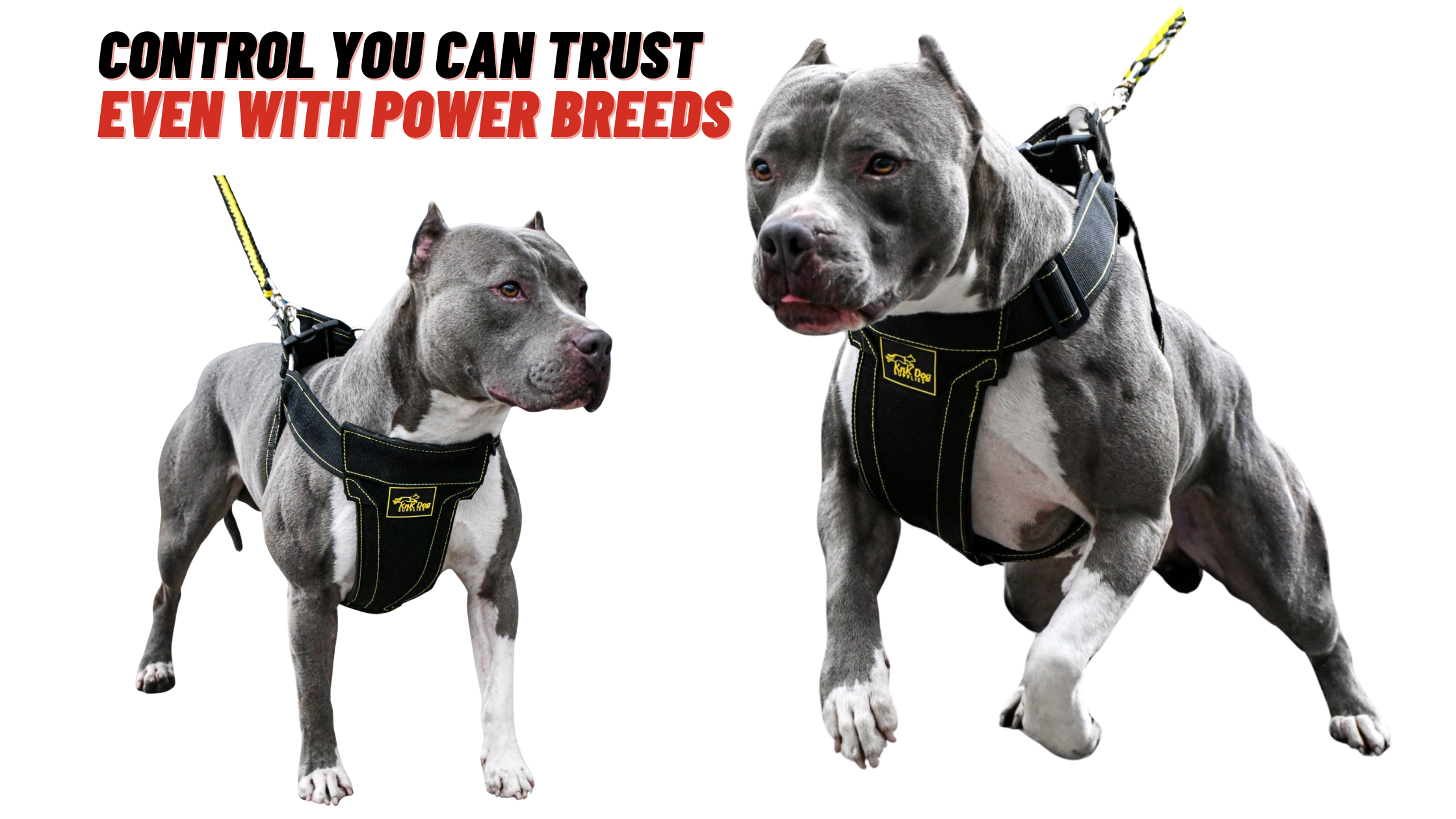 pitbull with harness - Two Pitbull dogs wearing Pitbull harnesses with text about control and power breeds on a white background.