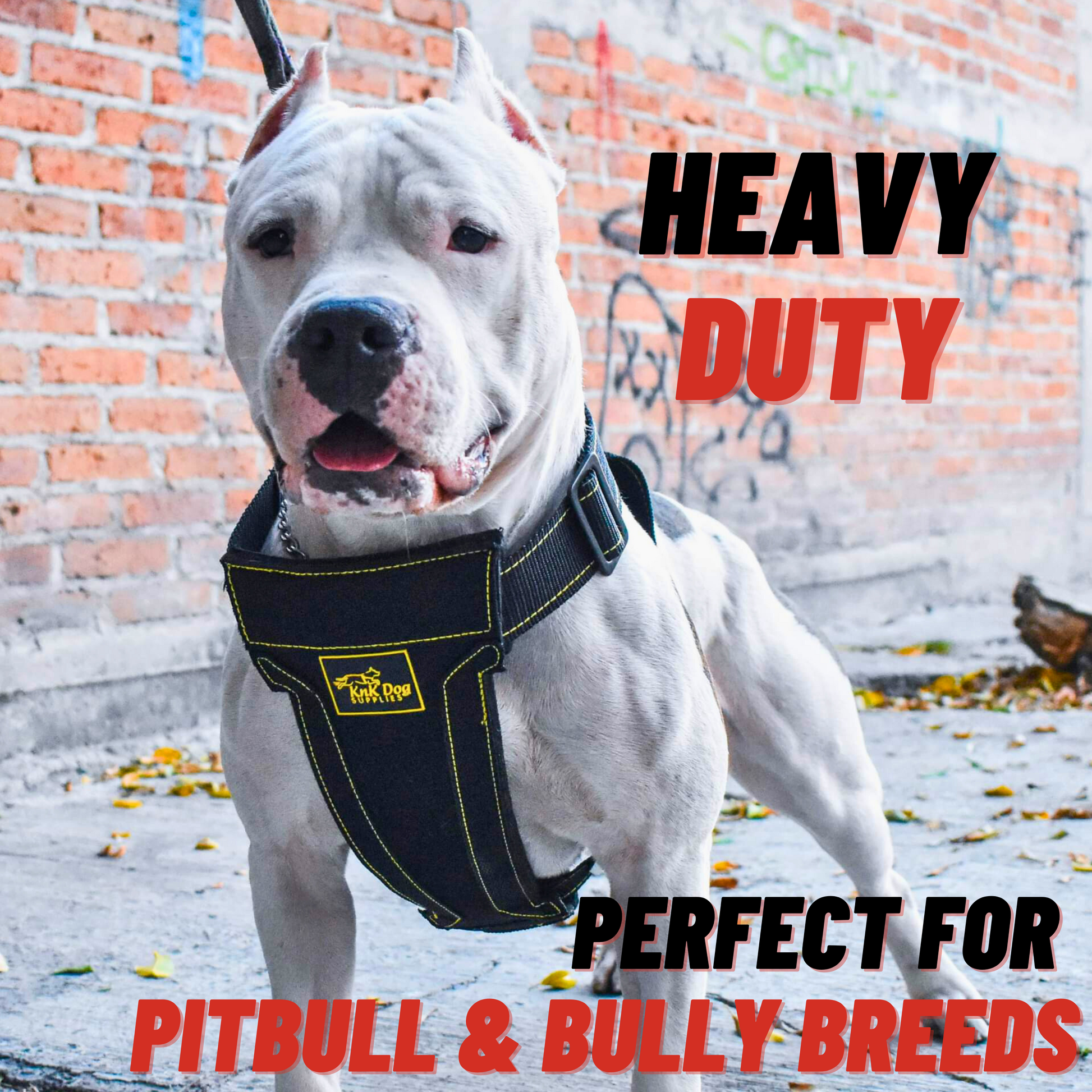 Pitbull Harness