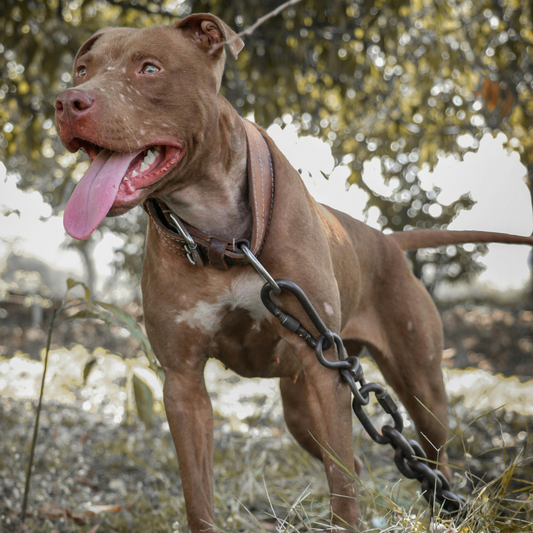 Pechera para Perro Pitbull