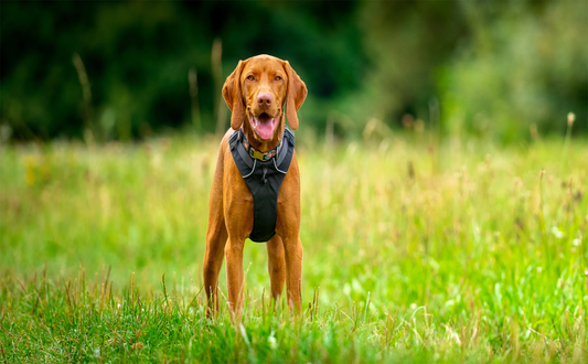 Dog Harness