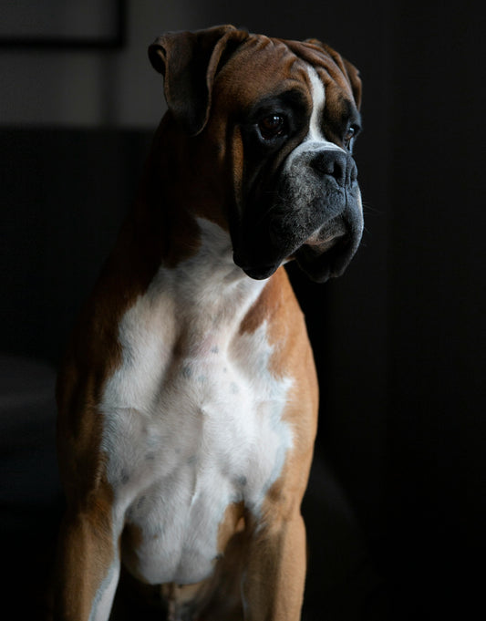 Why a Boxer will never attack a child?