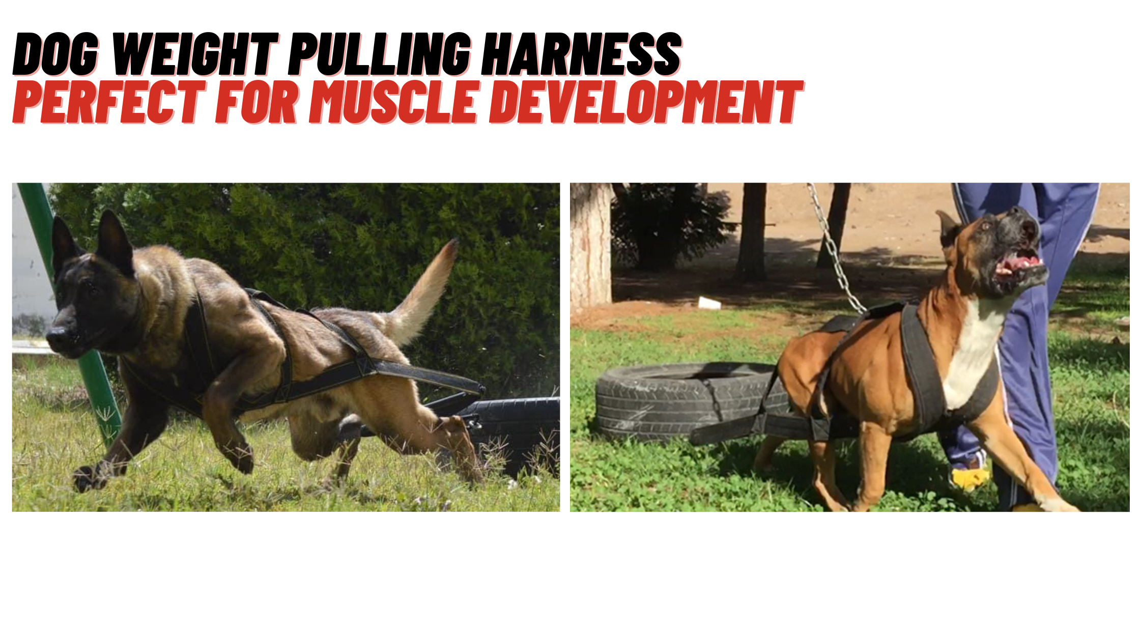 dog harness for pulling