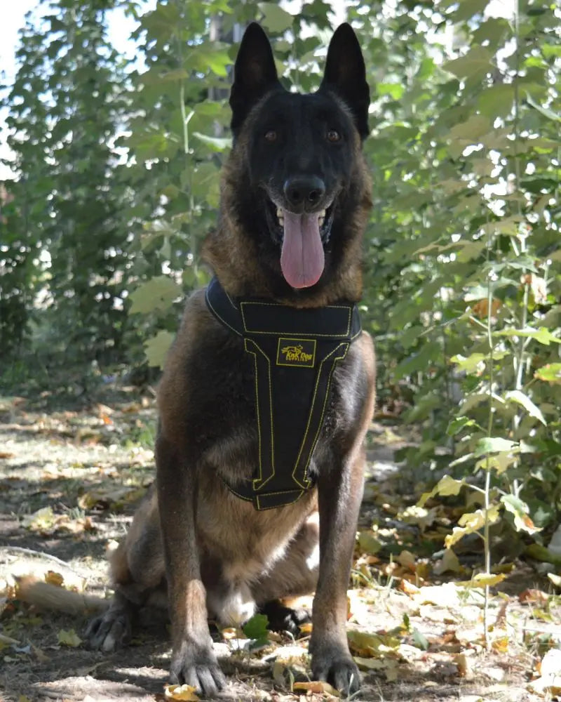 Belgian Malinois Dog Harness