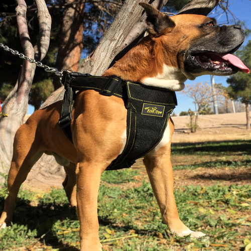 Boxer dog wearing the KnK Heavy Duty Dog Harness, showcasing its durable design and padded chest area for maximum comfort during outdoor activitie