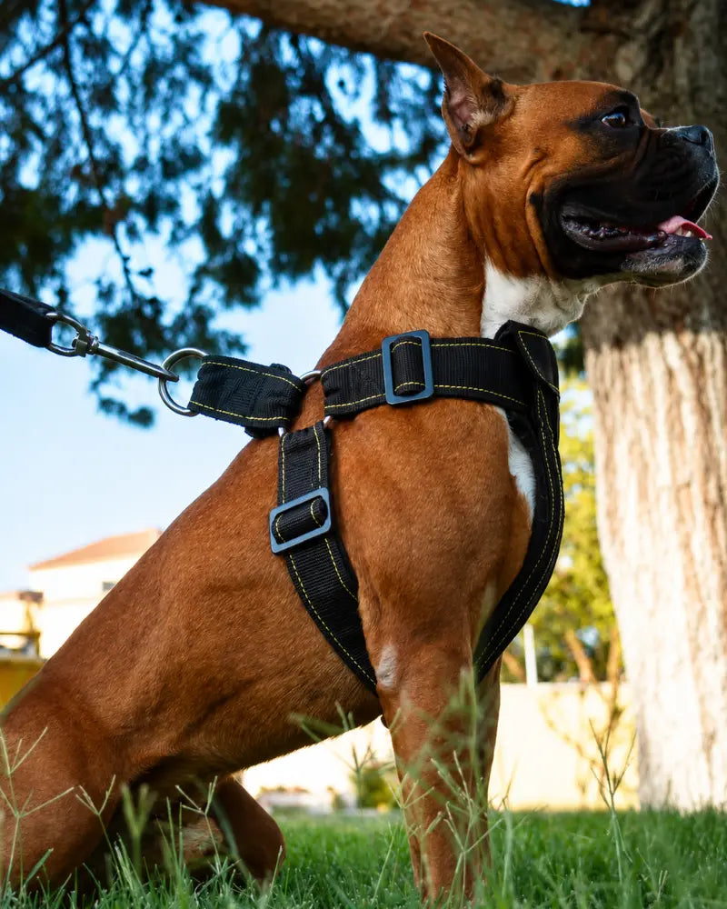Boxer Dog Harness Heavy Duty