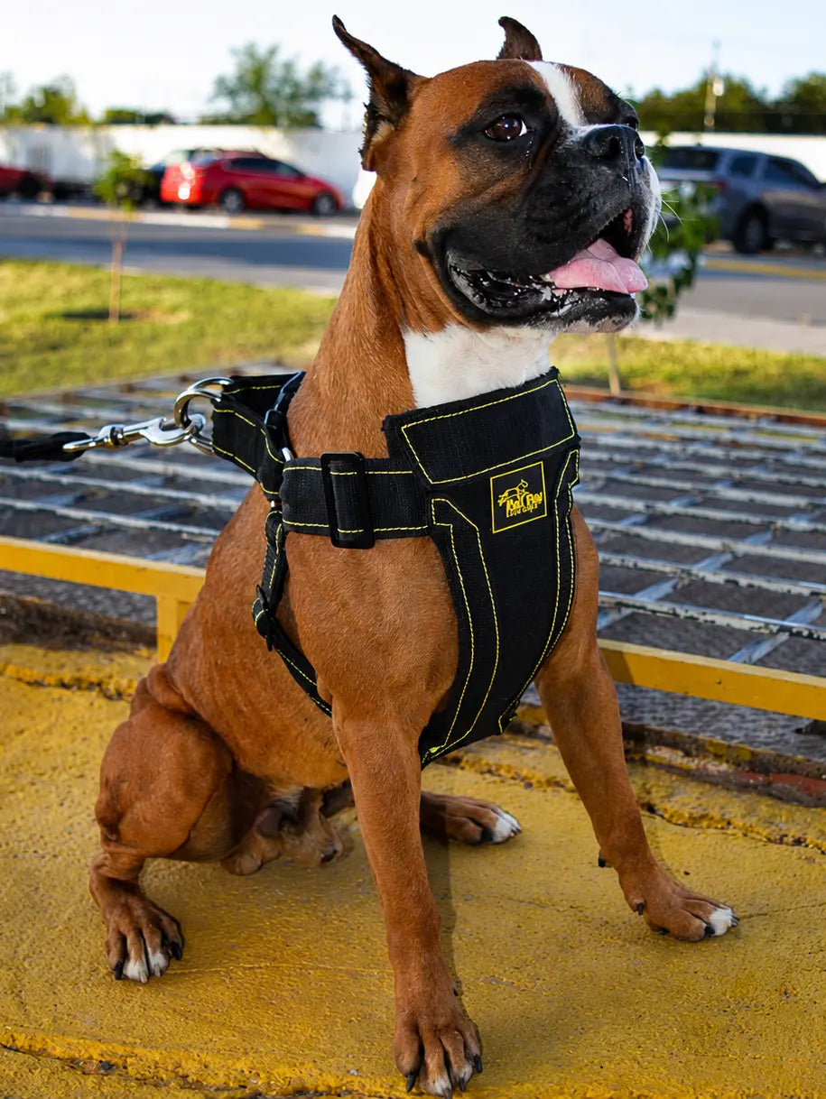 Boxer Harness