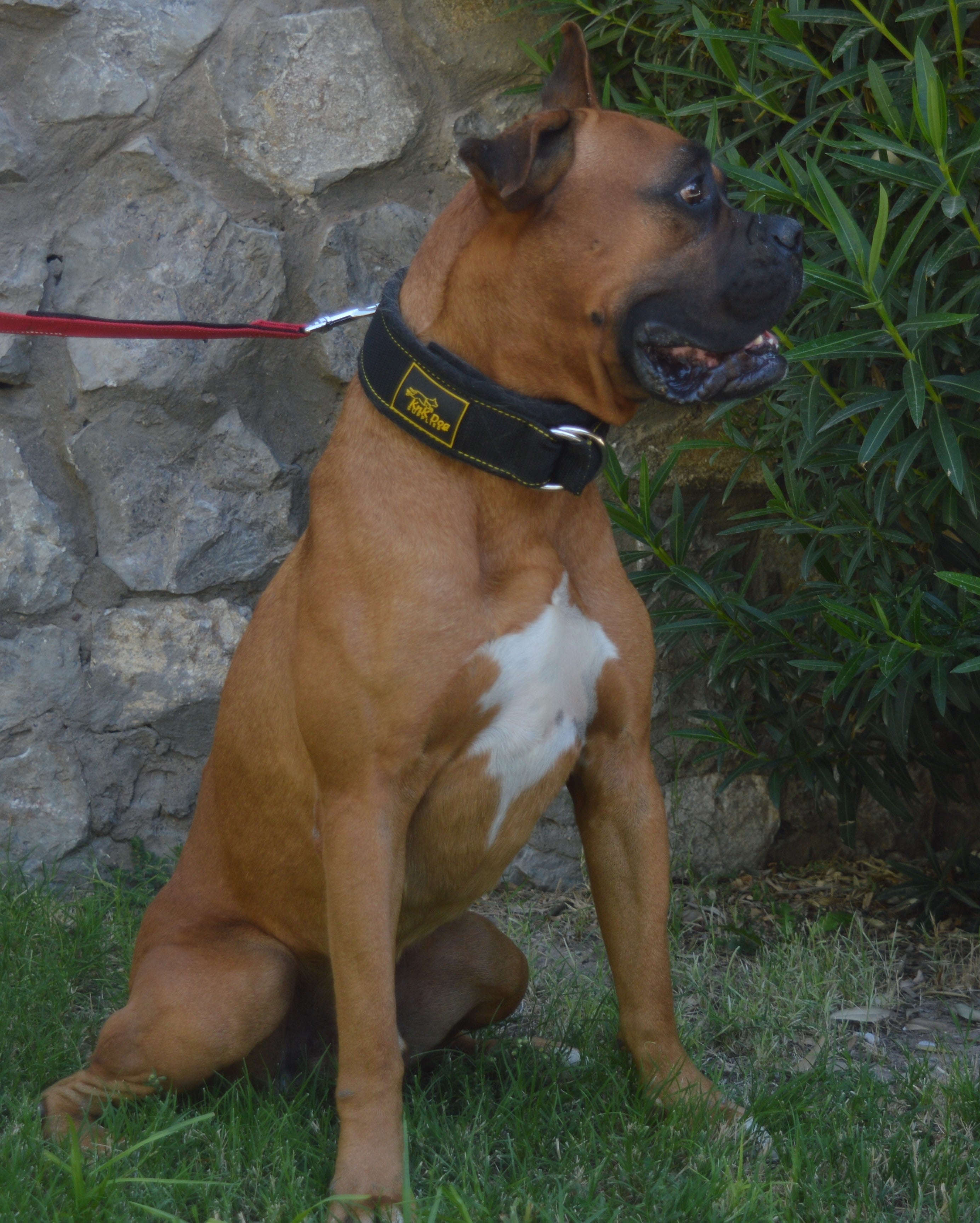 Close-up of KnK Heavy Duty Dog Collar showing strong D-Ring and premium black nylon with yellow stitching