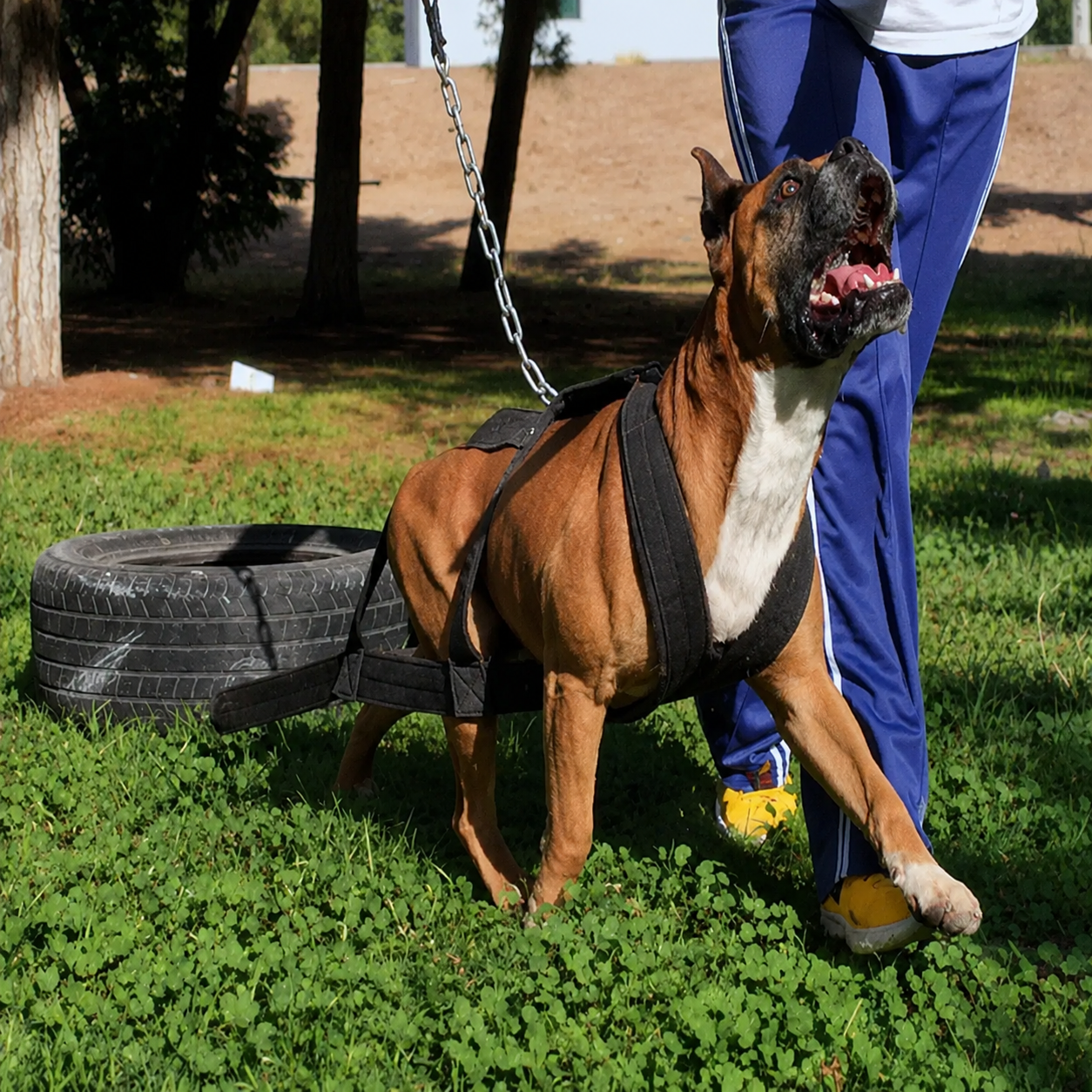 best dog harness for pulling