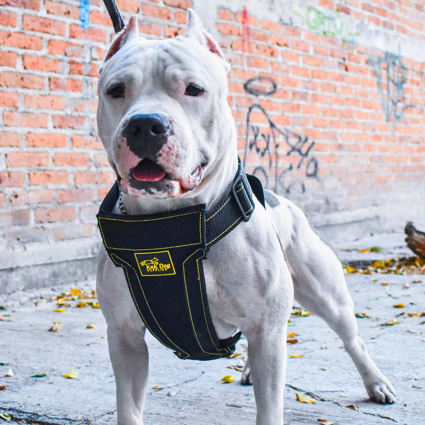 Heavy Duty Dog Harness