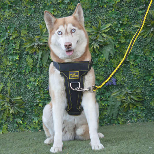 No Pull Front Clip Dog Harness
