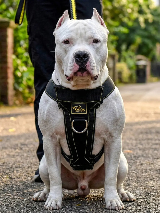Heavy Duty No Pull Dog Harness
