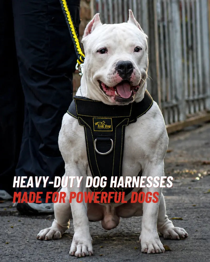 Heavy duty dog harness for Pitbull