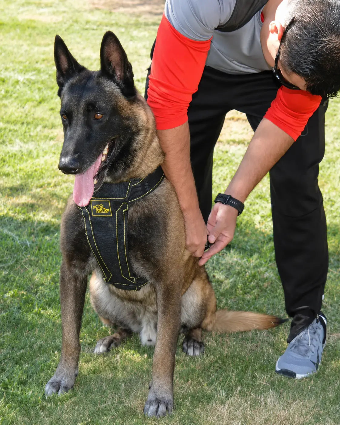 Malinois Dog Harness Heavy Duty