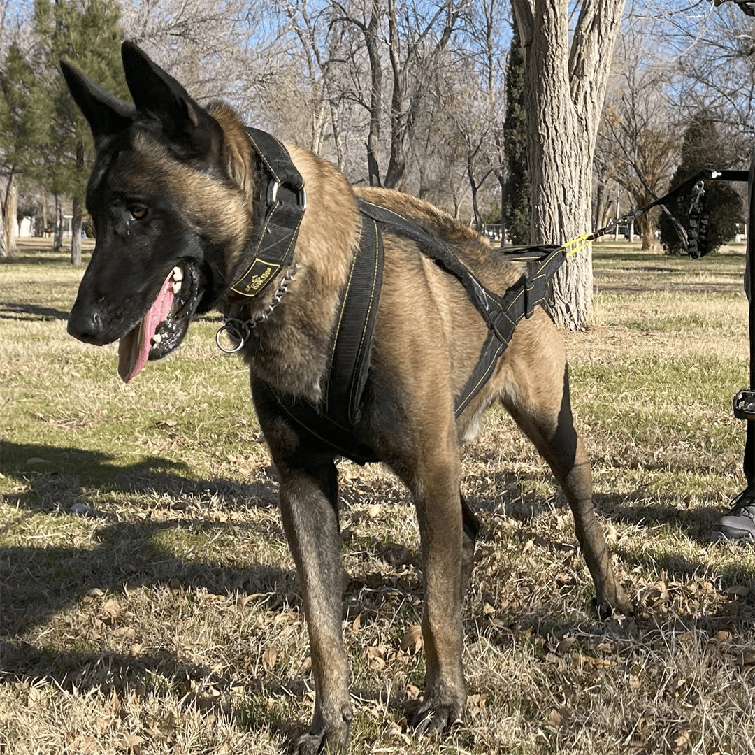 Canicross Harness