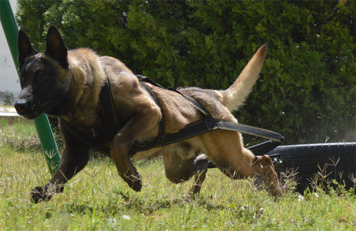 Cargar video: Dog Weight Pulling Harness