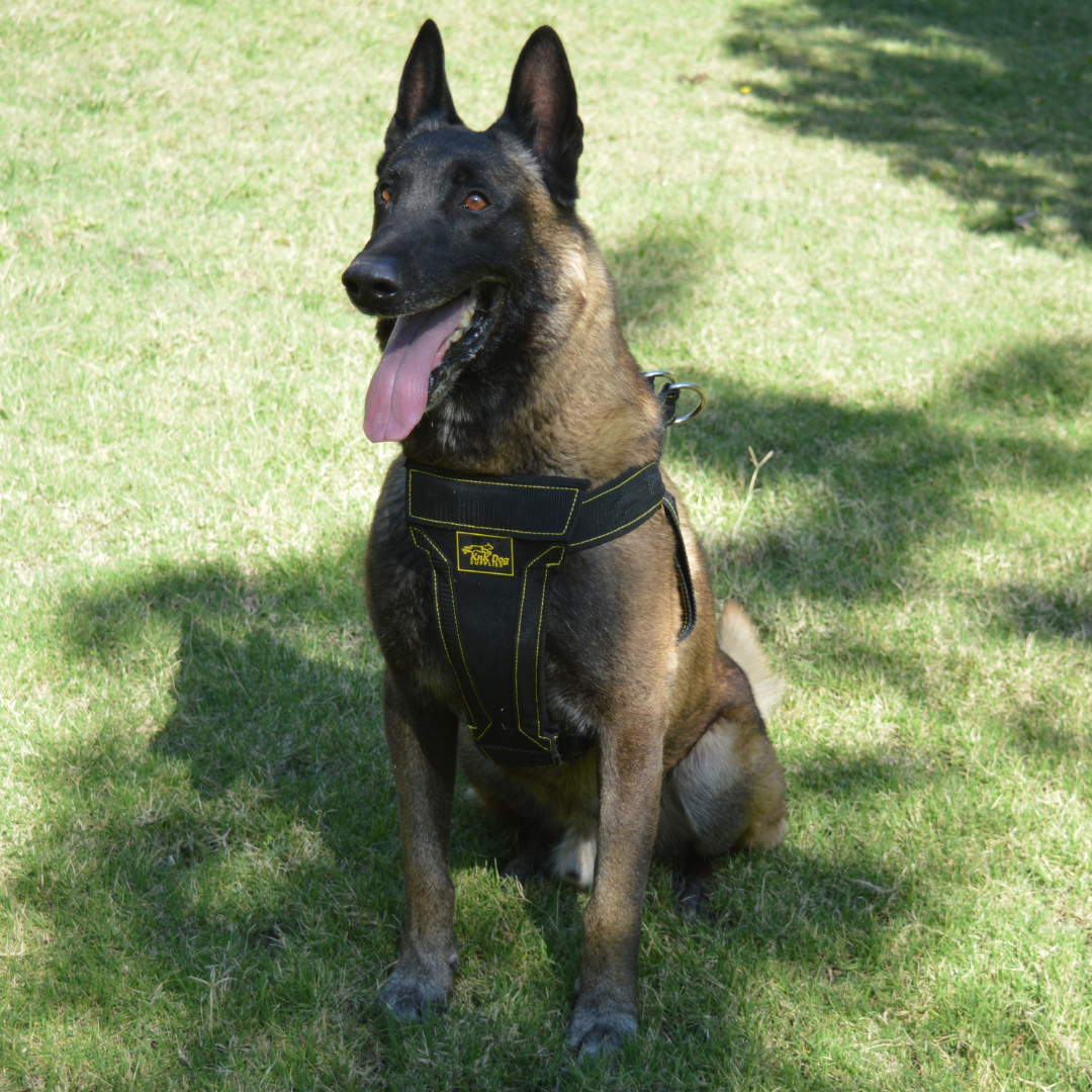OUTLET - Pechera para Perro