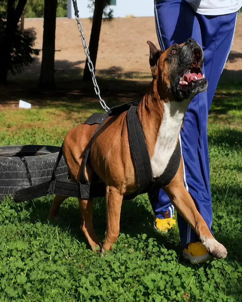 Pechera de perro para jalar peso