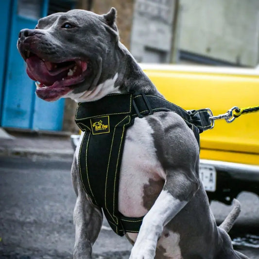 Pitbull Harness Heavy Duty - Metal Clips