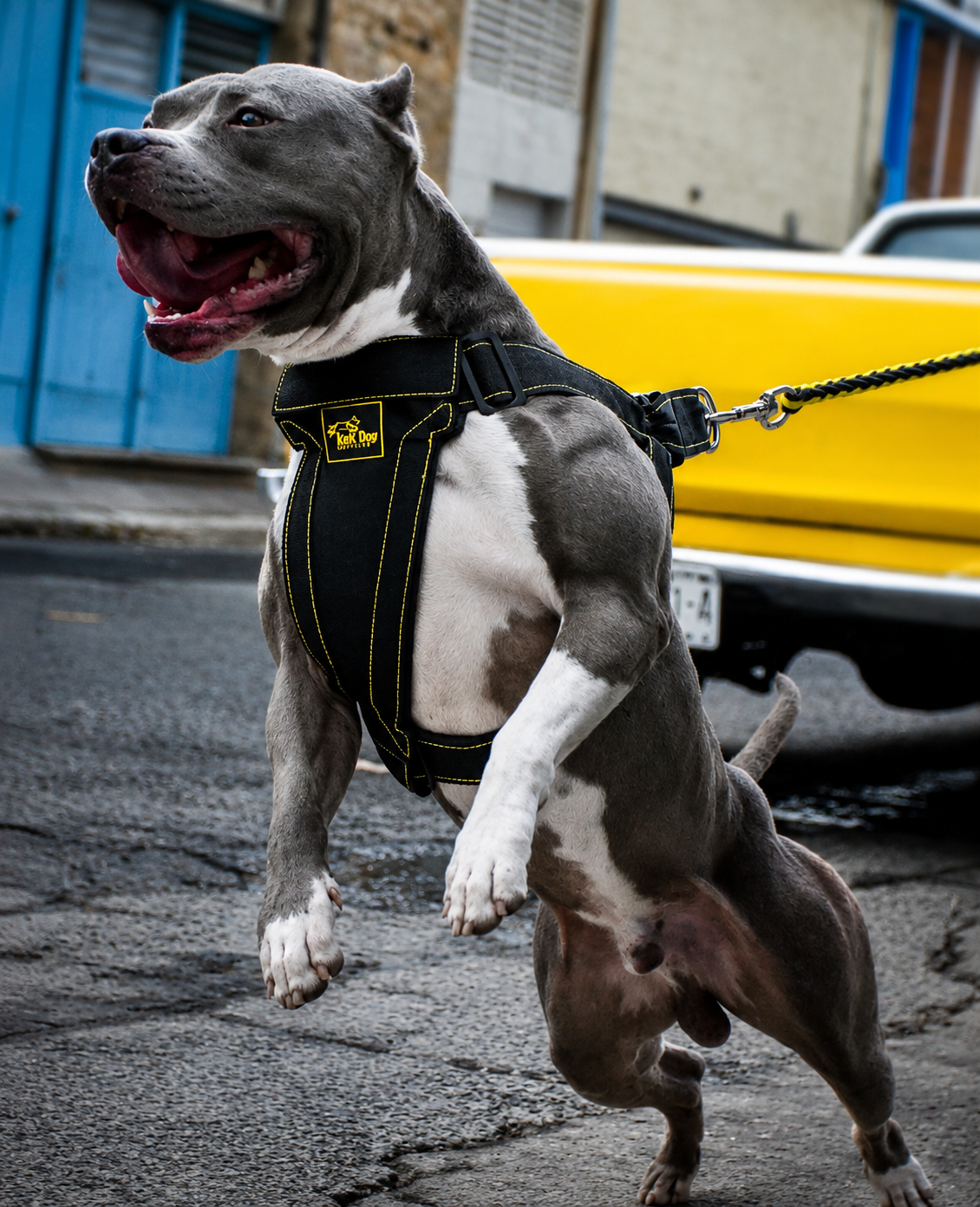 pitbull harness