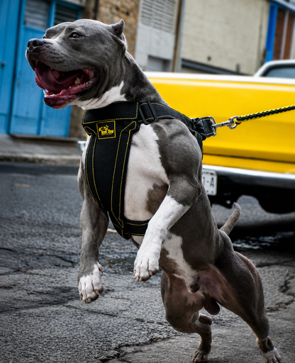 pitbull harness