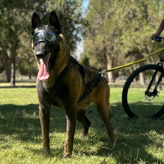 KNK | Performance Dog Harness for Sledding, Bikejoring, and Canicross