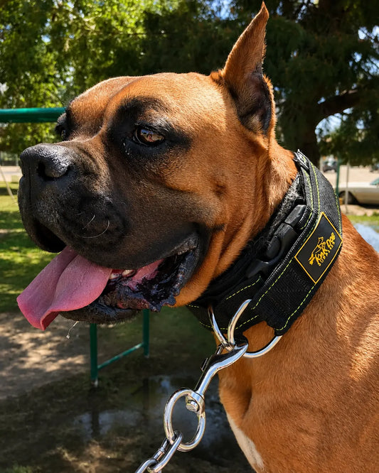 heavy duty tactical dog collar