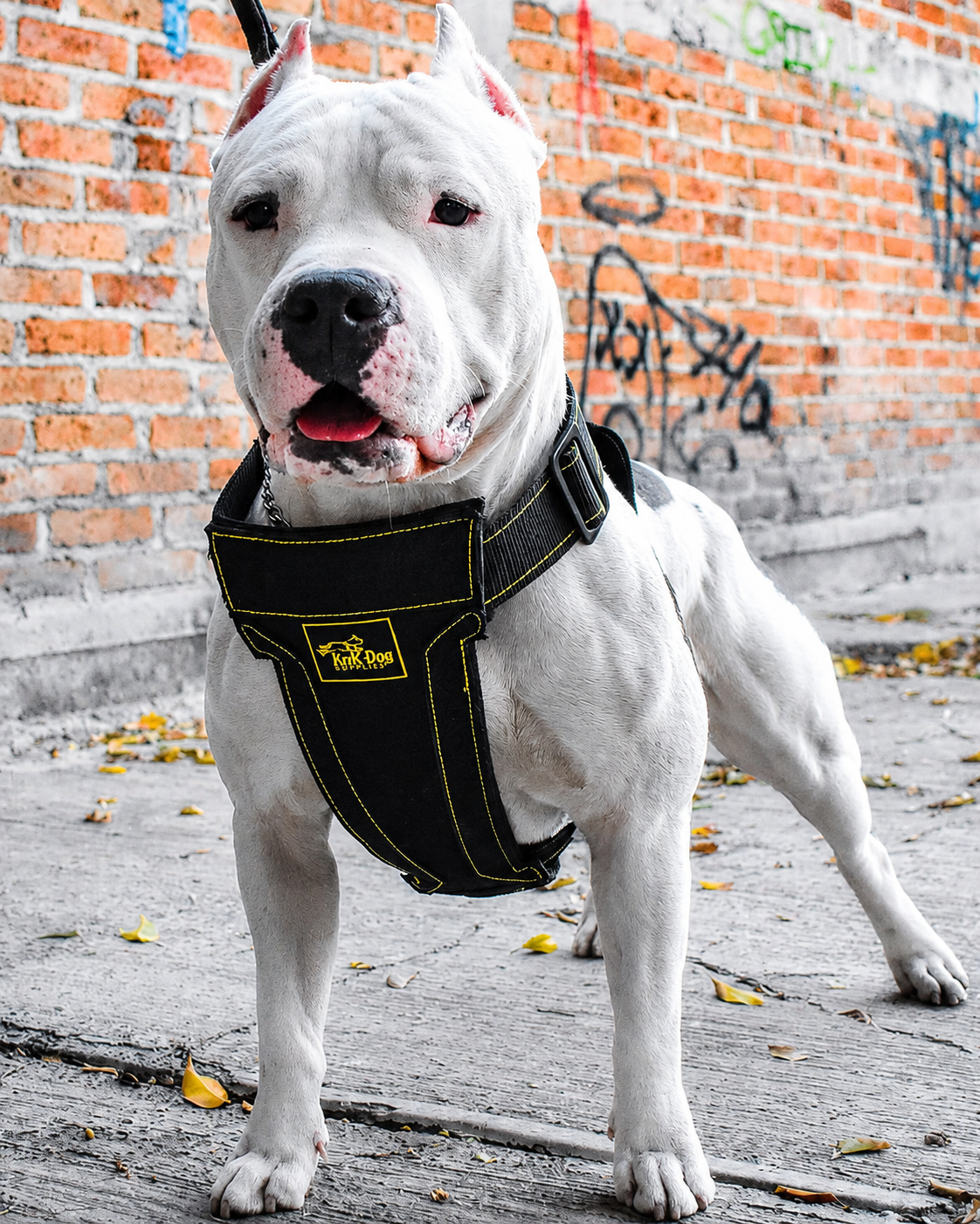 pitbull harness heavy duty