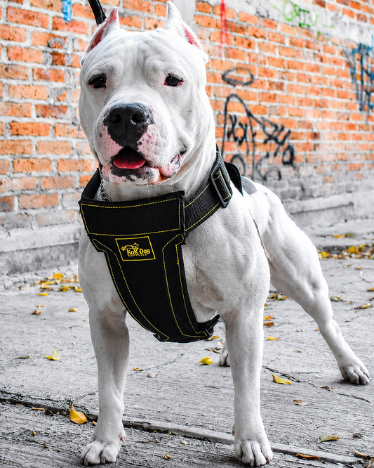 pitbull harness heavy duty