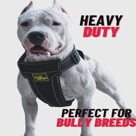 Harness for Pitbulls