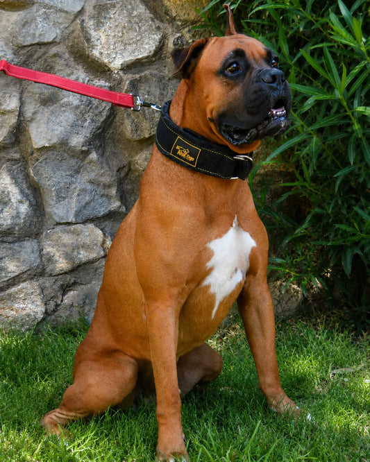 strong dog collar